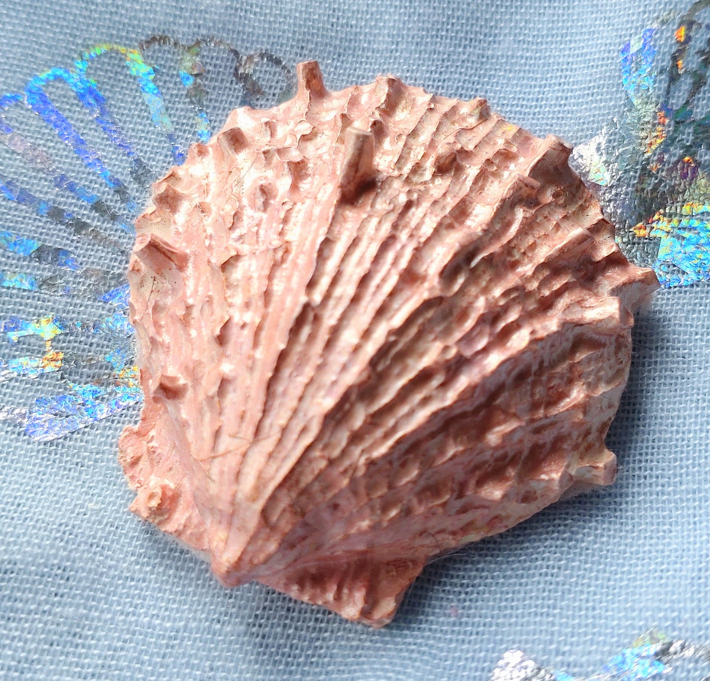 Fridge Magnet - PINK CRYSTACAL SCALLOP SHELL TEXTURED