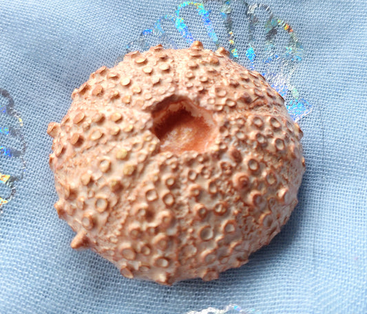 Fridge Magnet - PINK CRYSTACAL SEA URCHIN