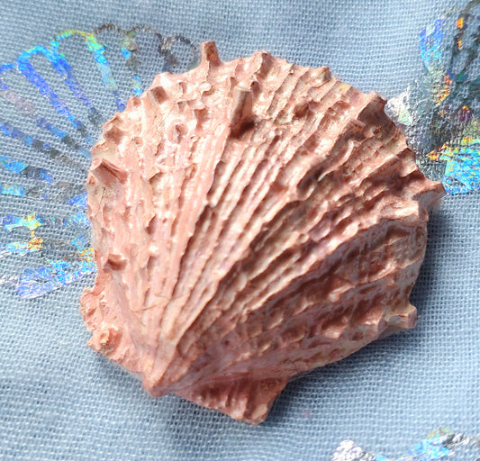 Fridge Magnet - PINK CRYSTACAL SCALLOP SHELL TEXTURED